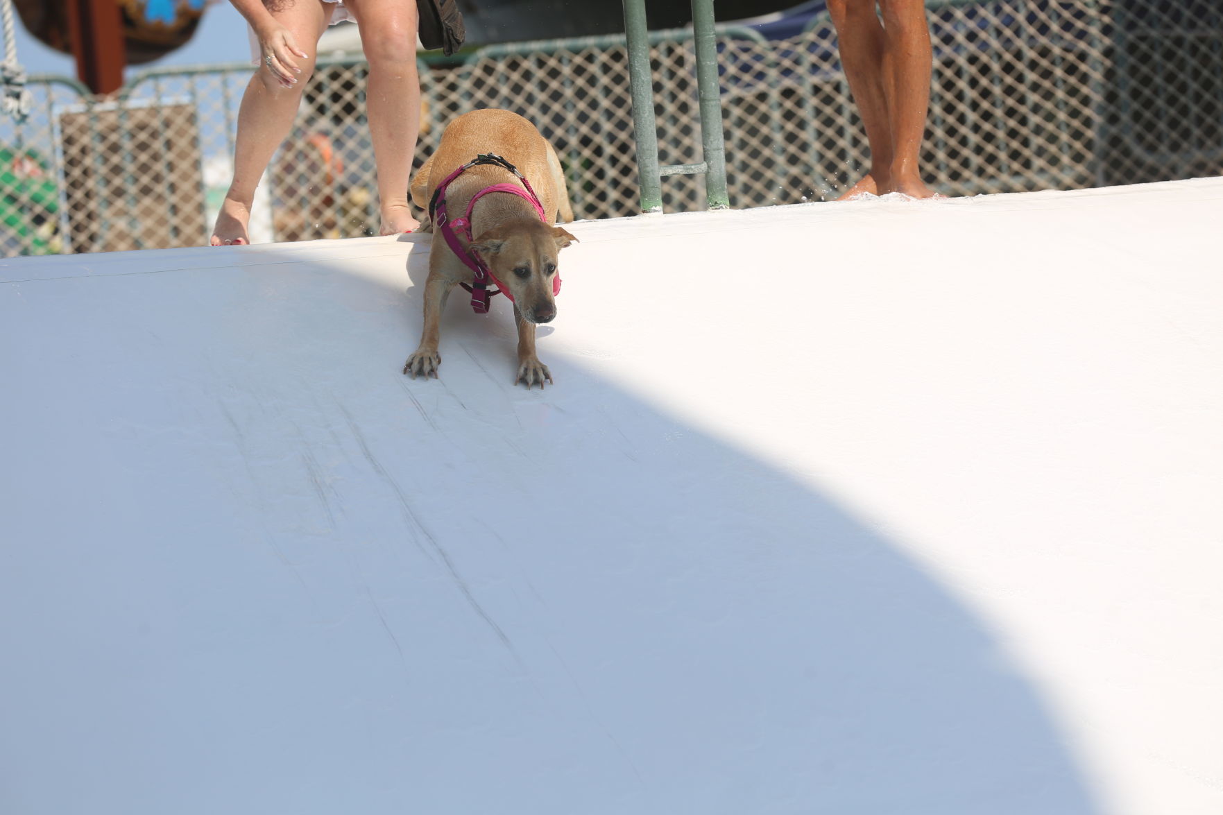 090919_gal_WWdogs (12)